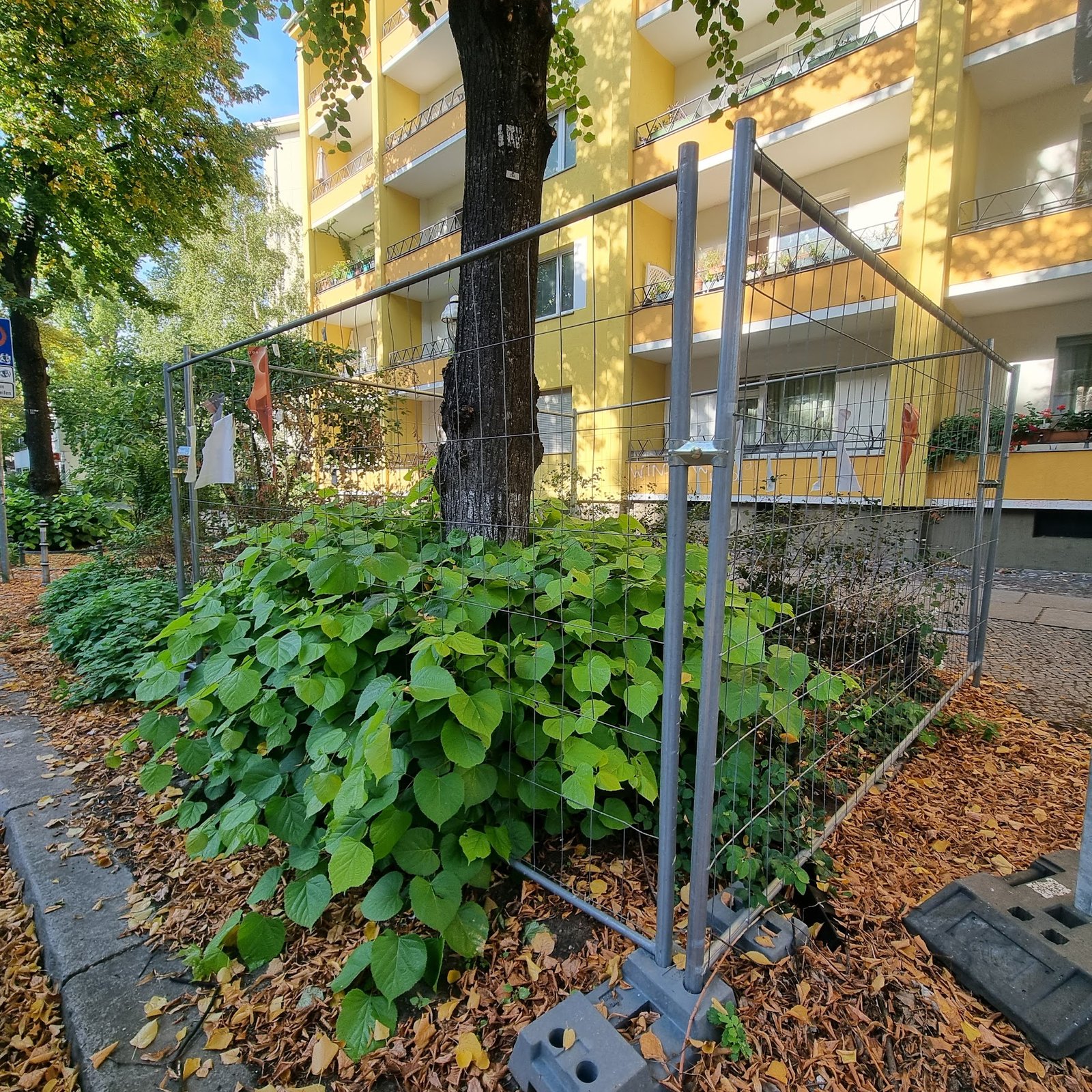Green Cage (The Sapling)